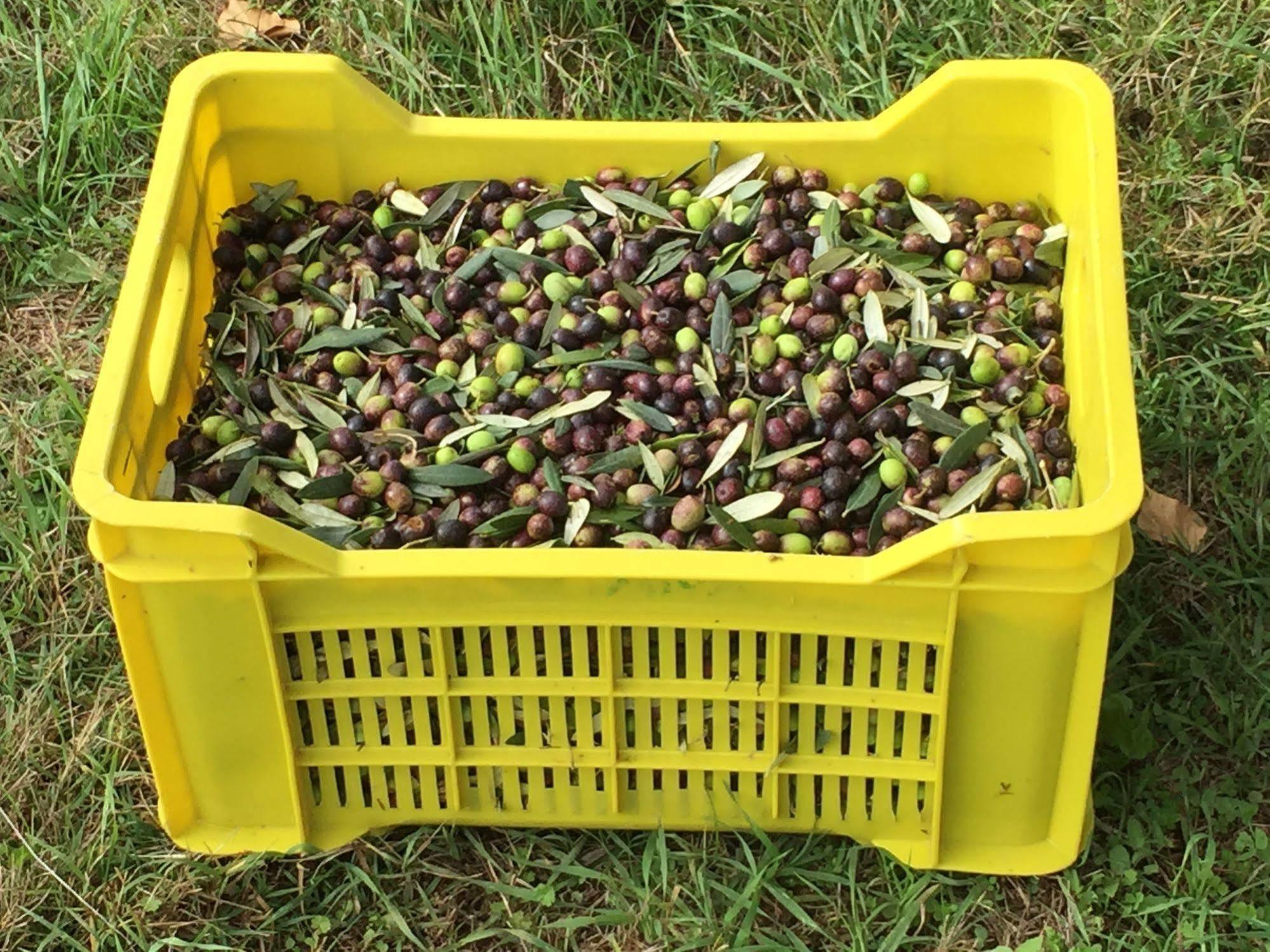 Podere Conte Racani أميليا المظهر الخارجي الصورة